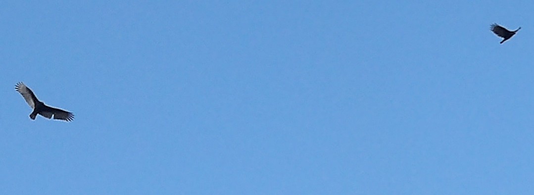 Turkey Vulture - ML645996582