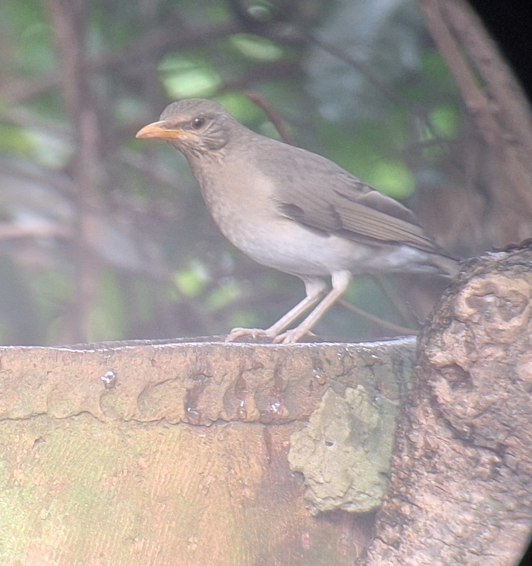 African Thrush - ML645996586