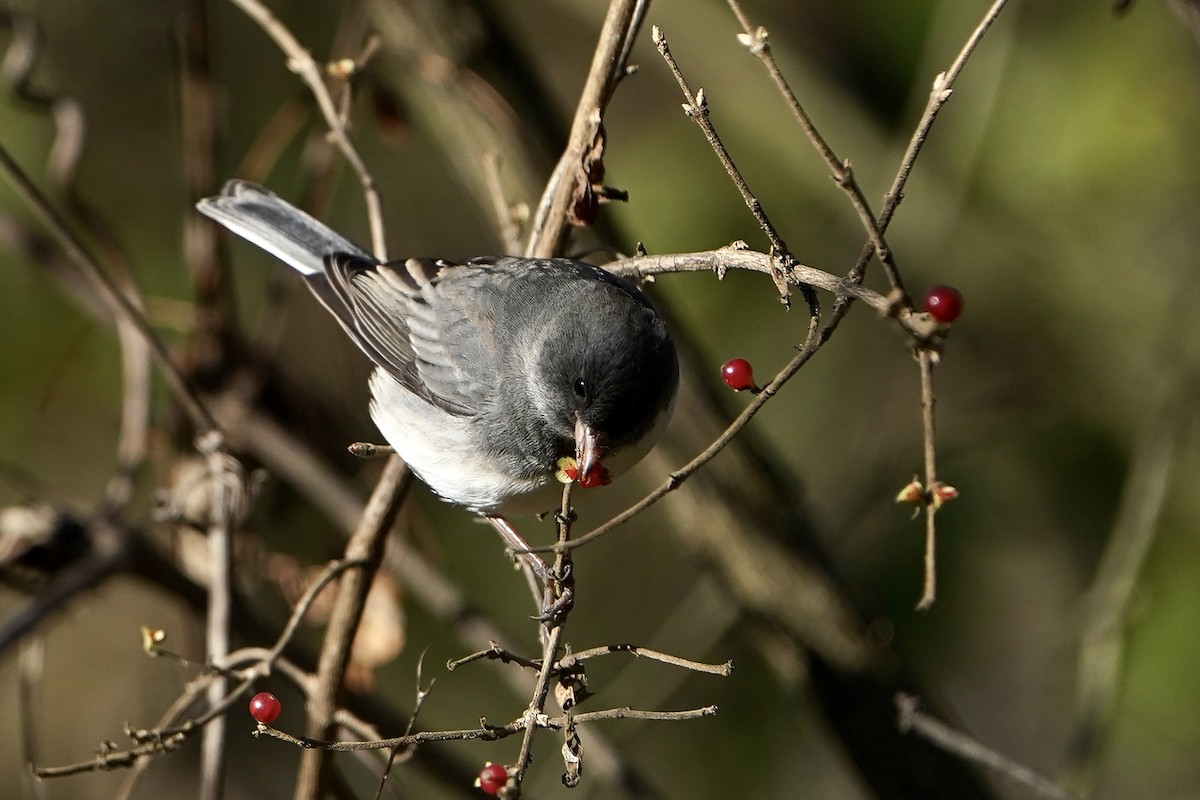 Dark-eyed Junco - ML645996589