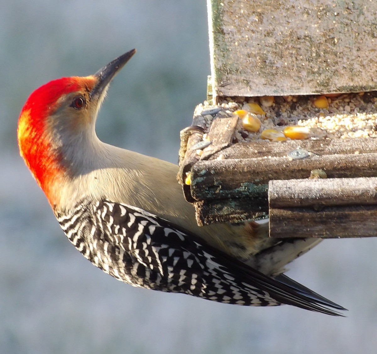 Red-bellied Woodpecker - ML645996590