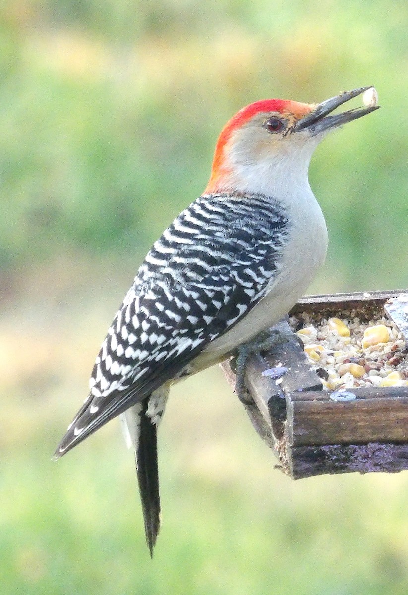 Red-bellied Woodpecker - ML645996591