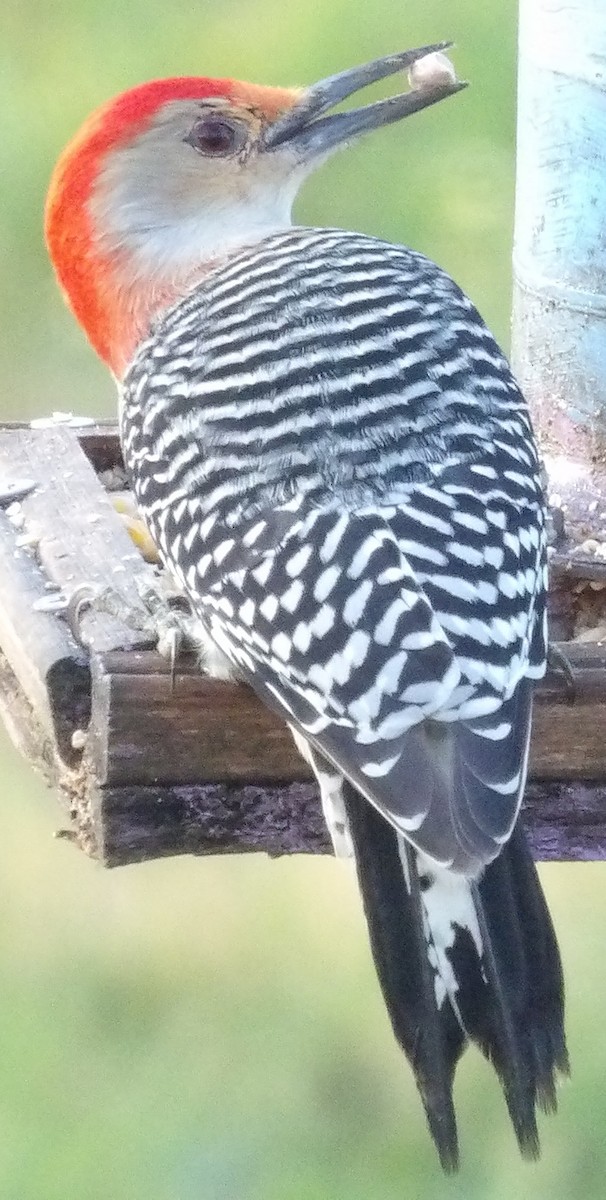 Red-bellied Woodpecker - ML645996592