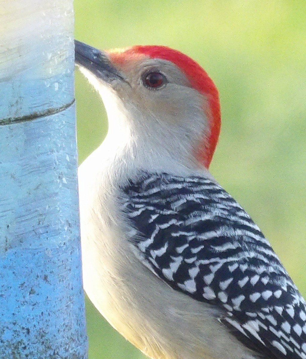 Red-bellied Woodpecker - ML645996593