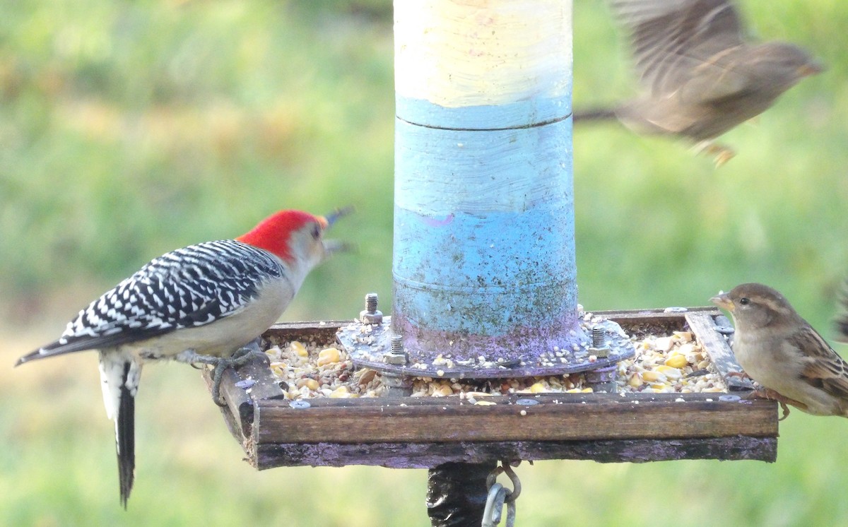 Red-bellied Woodpecker - ML645996594