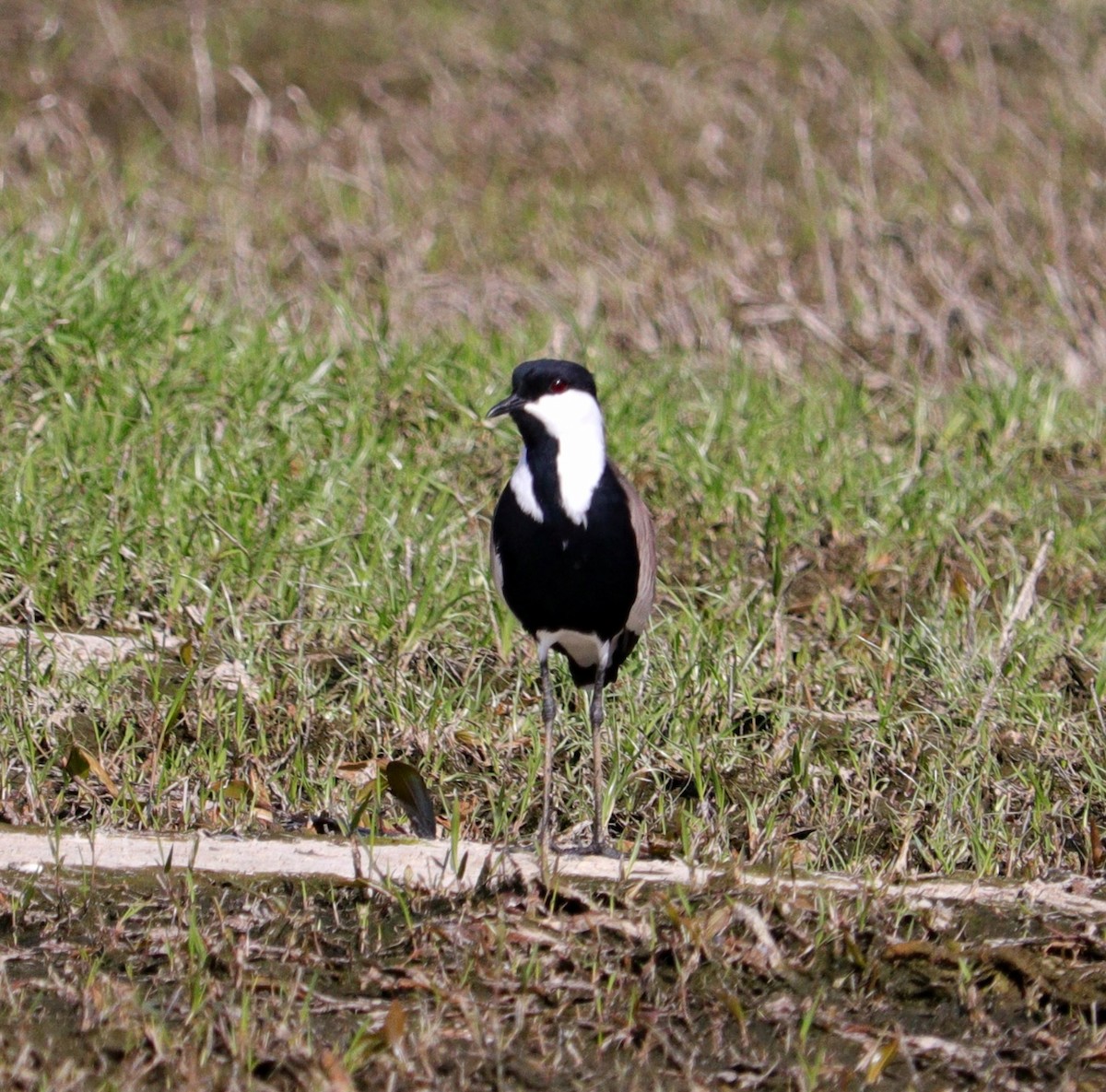 Vanneau à éperons - ML645996595