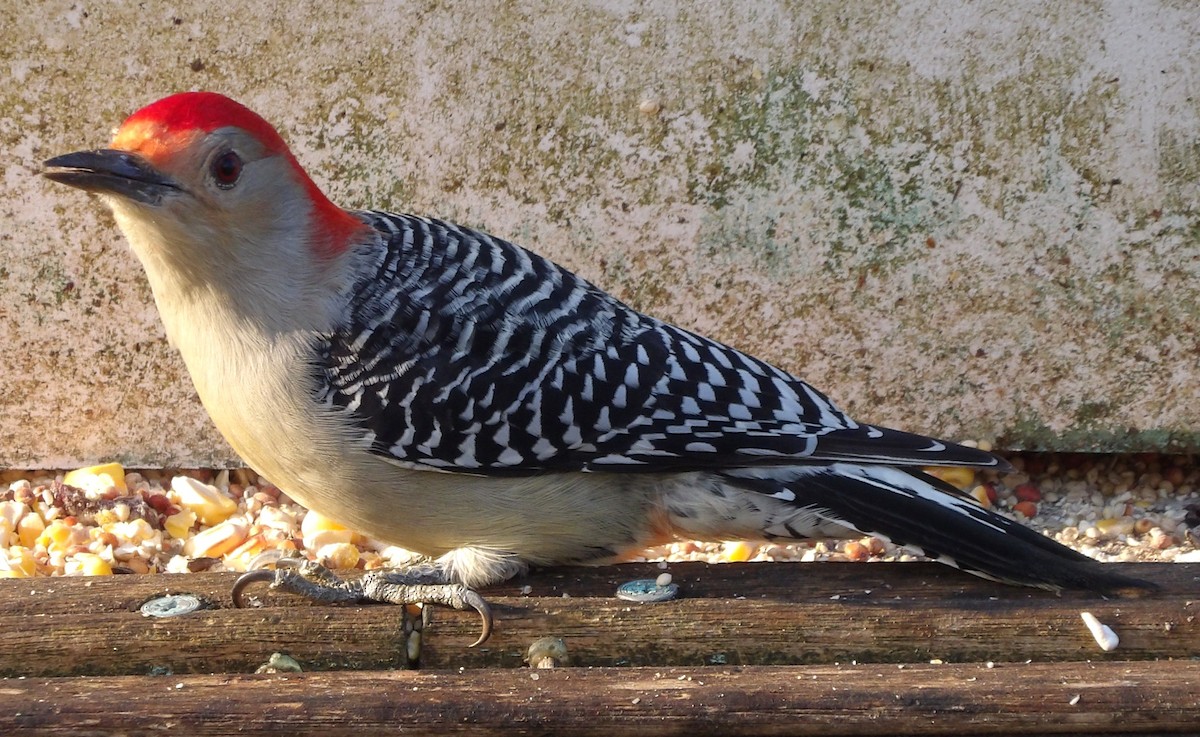 Red-bellied Woodpecker - ML645996596