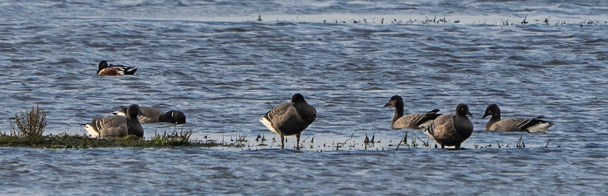 Brant - ML645996598