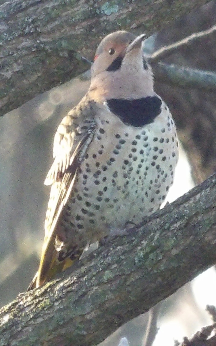 Northern Flicker - ML645996602