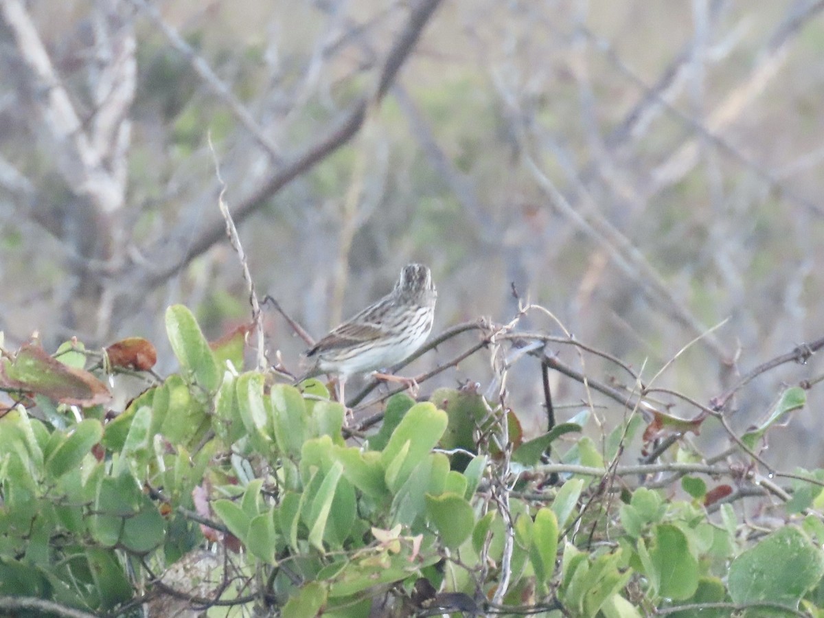 Savannah Sparrow (Savannah) - ML645996605
