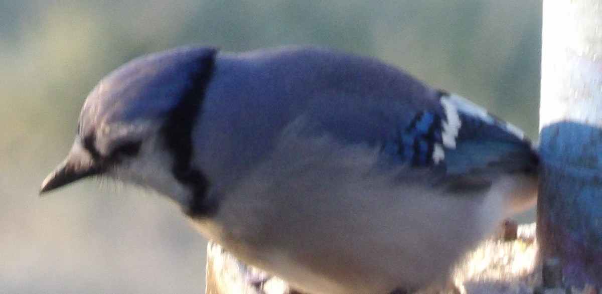 sojka chocholatá - ML645996607