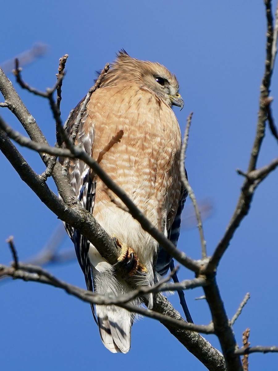 Red-shouldered Hawk - ML645996609