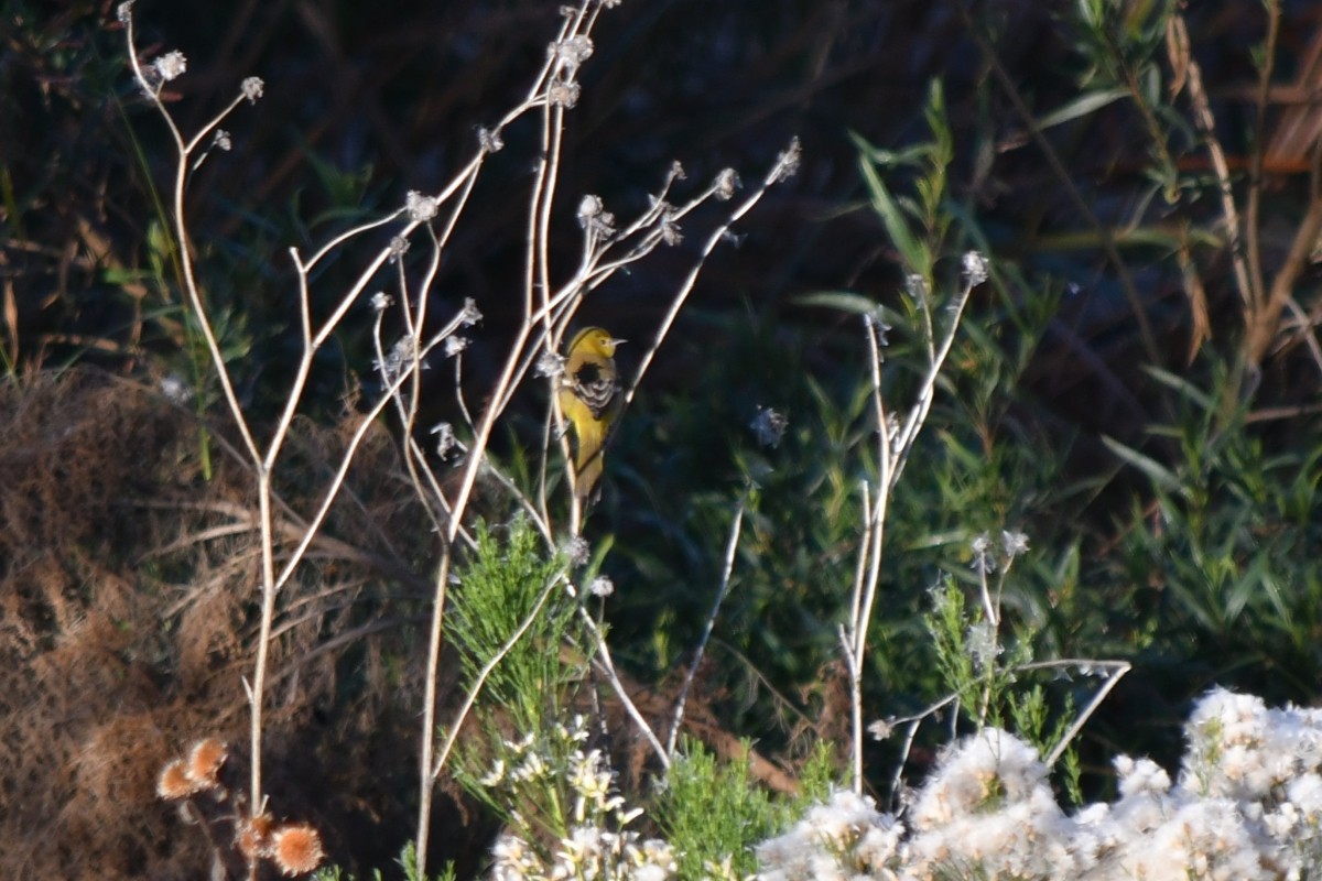 Orchard Oriole - ML645996614