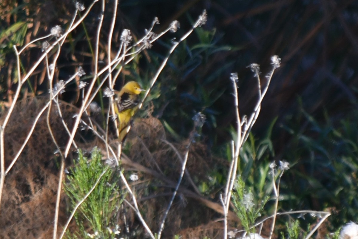 Orchard Oriole - ML645996615