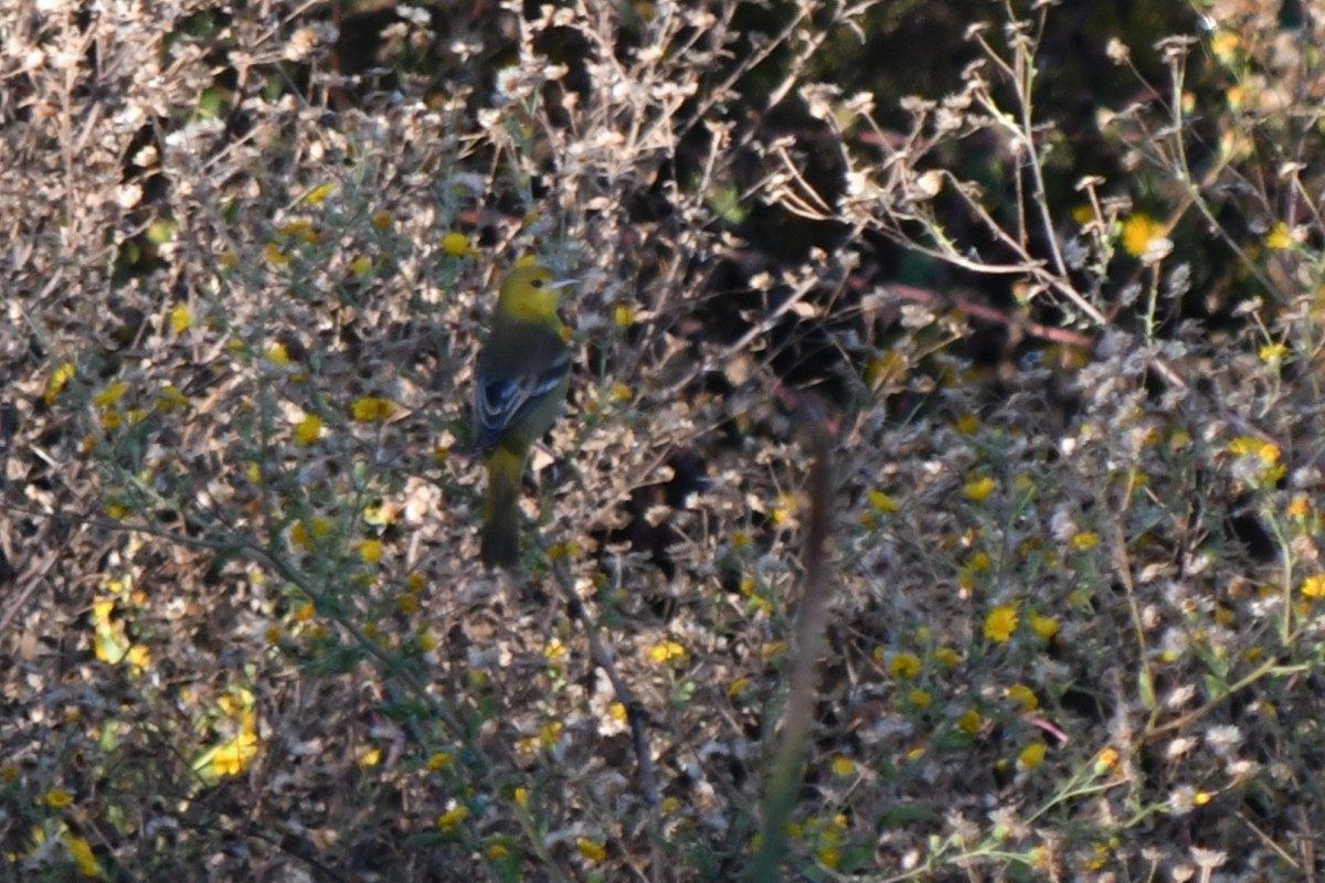 Orchard Oriole - ML645996616