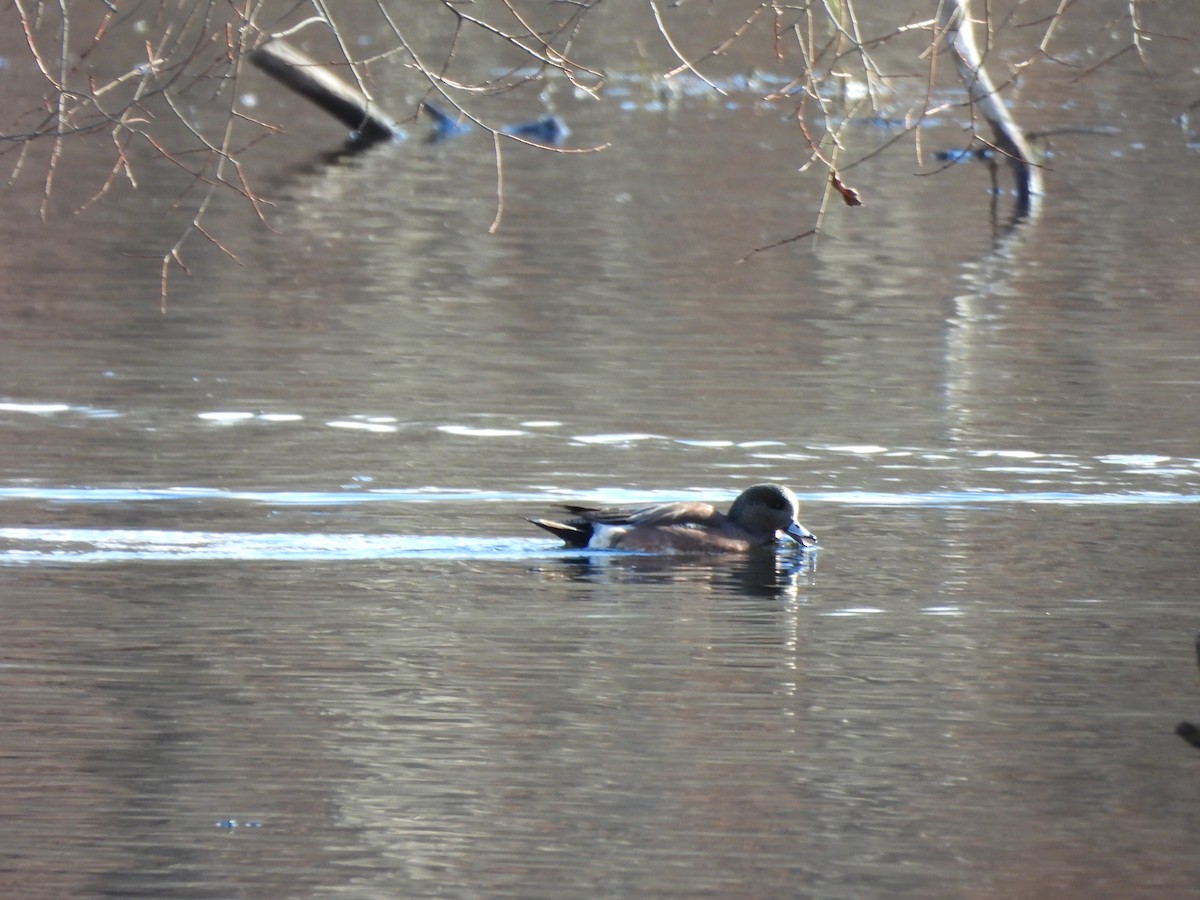 American Wigeon - ML645996617