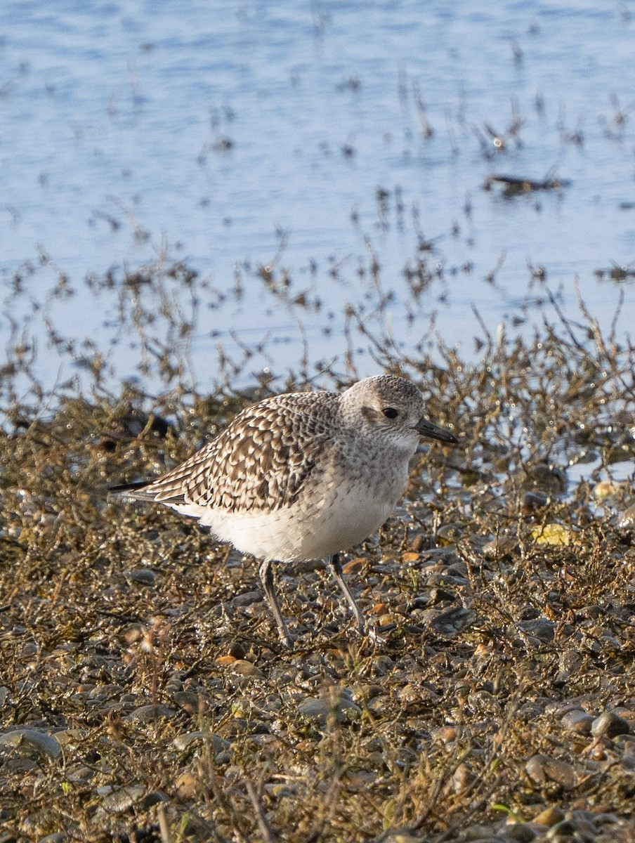 Black-bellied Plover - ML645996619