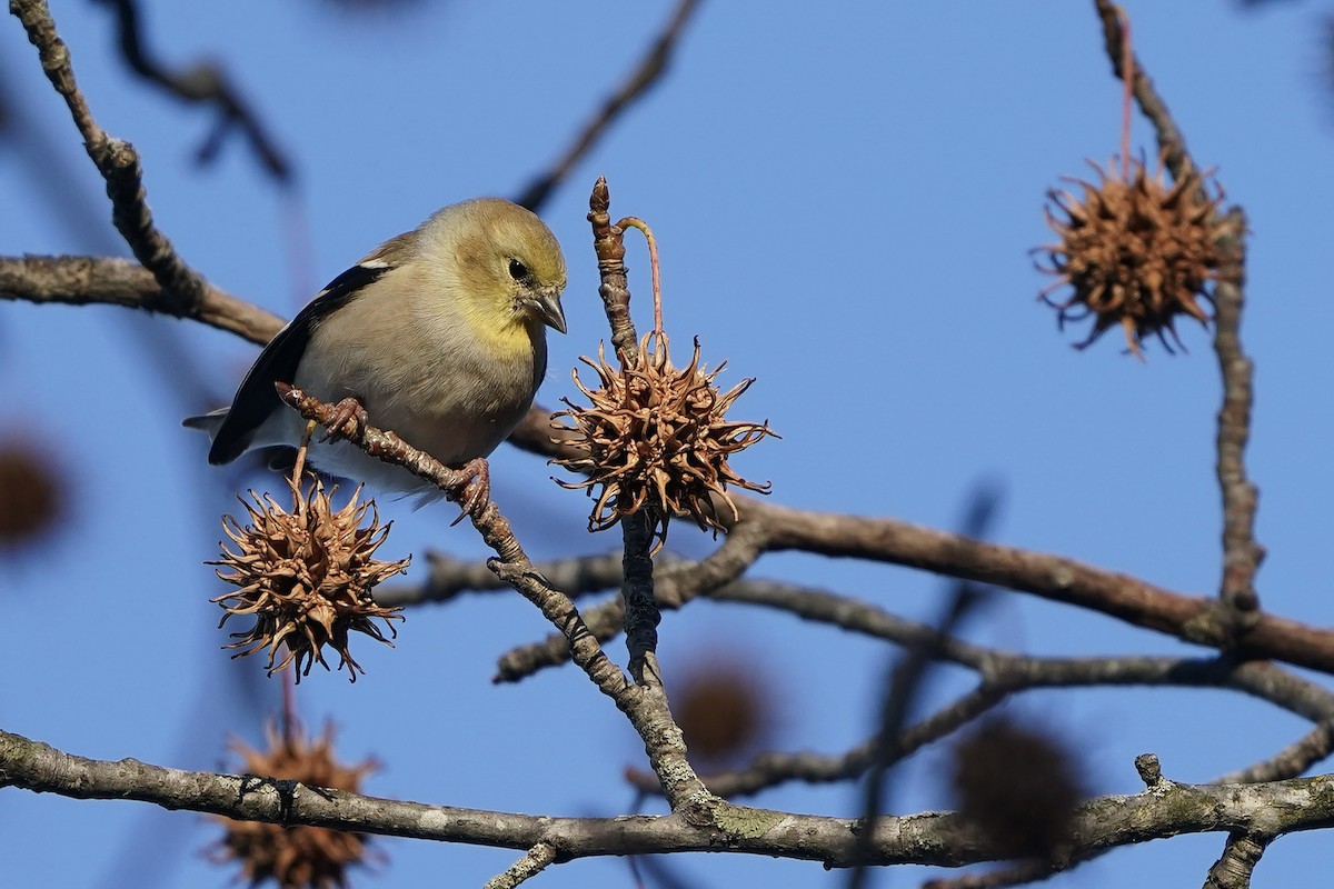 American Goldfinch - ML645996622