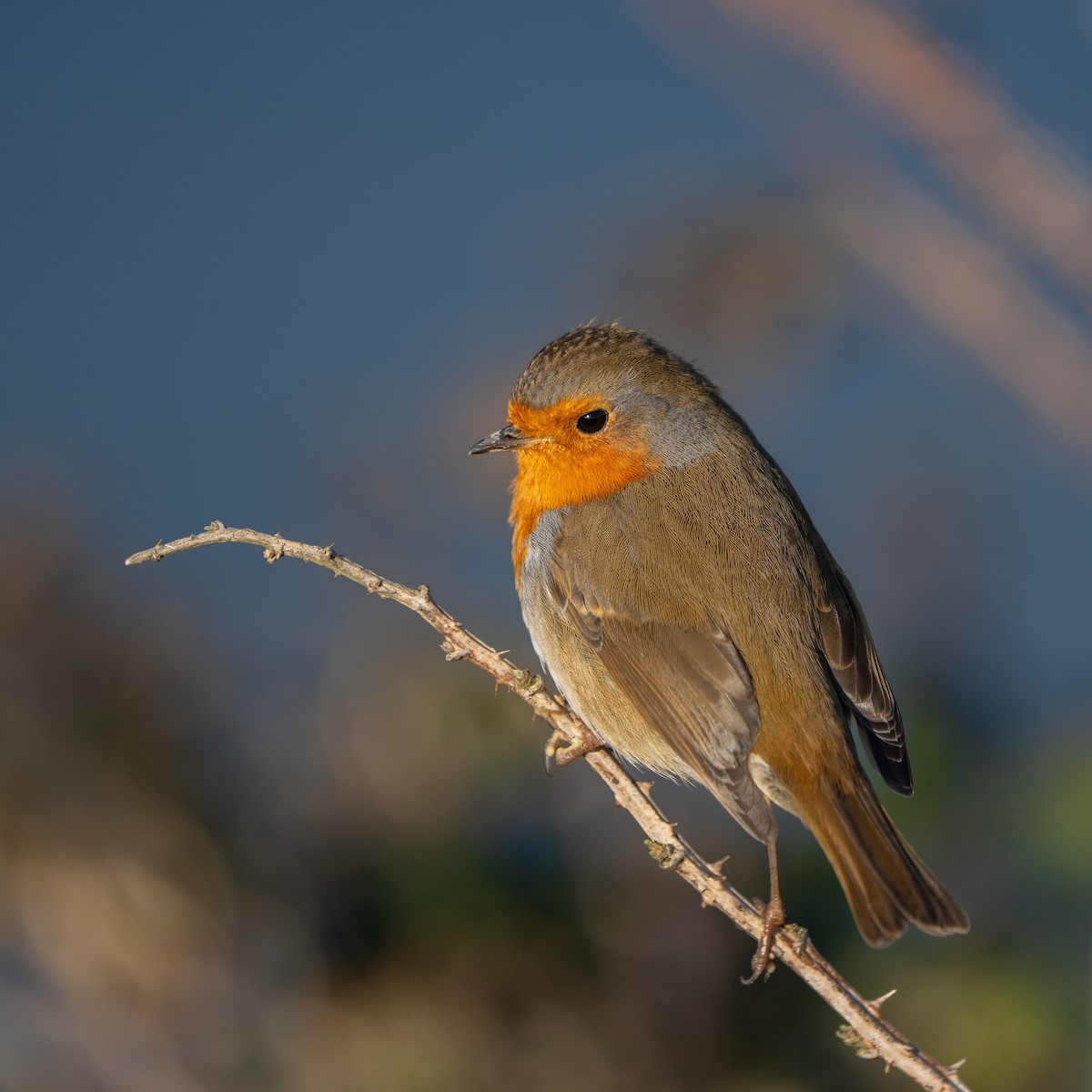 European Robin - ML645996628