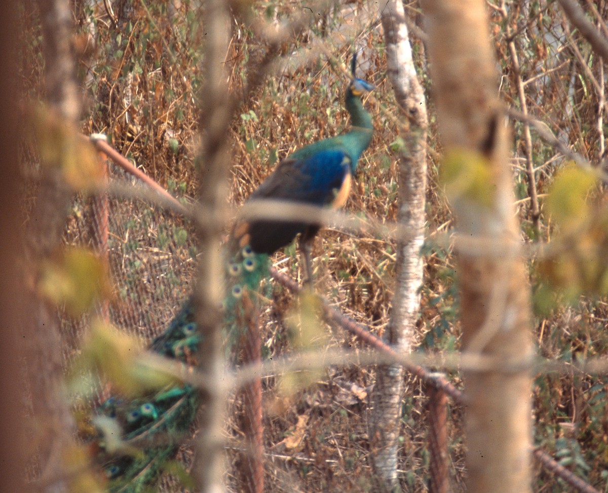 Зелёный павлин - ML645996635