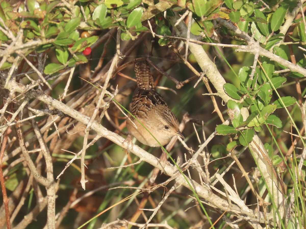 Sedge Wren - ML645996642