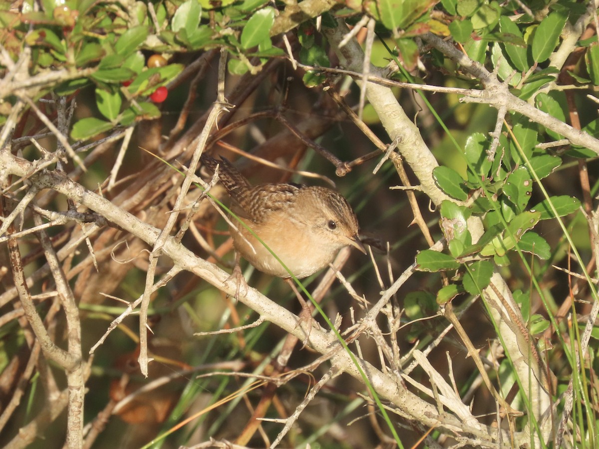 Sedge Wren - ML645996643