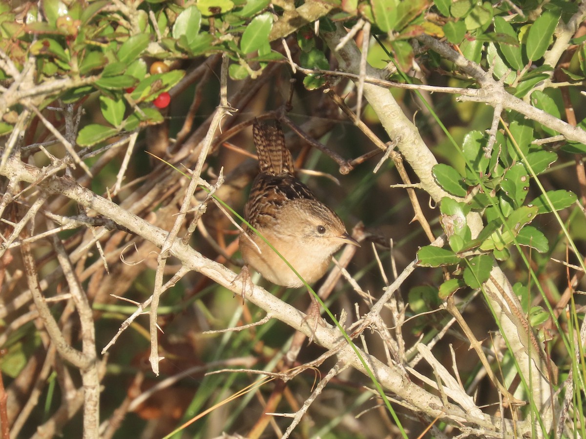 Sedge Wren - ML645996644