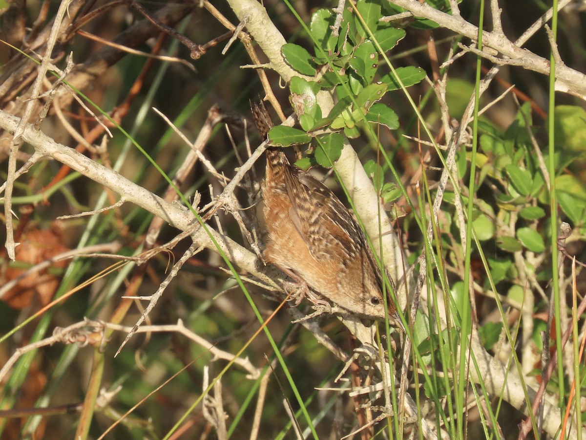 Sedge Wren - ML645996646