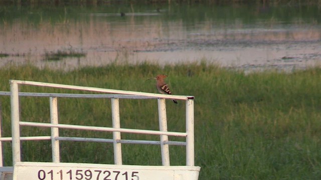 Common Hoopoe - ML645996647
