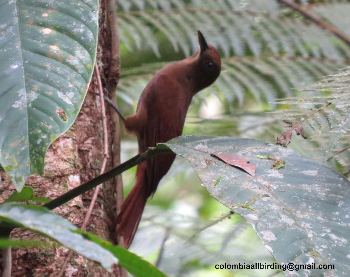 White-chinned Woodcreeper - ML645996663