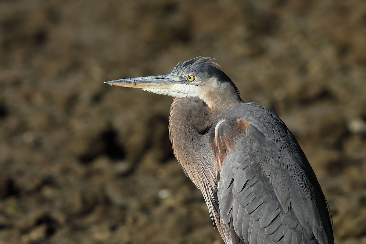 Great Blue Heron - ML645996664