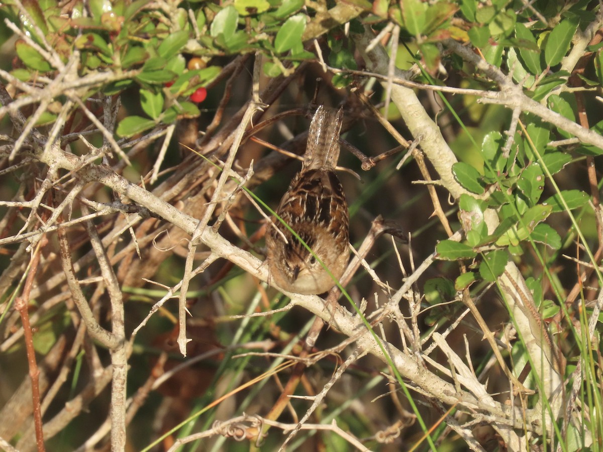 Sedge Wren - ML645996666