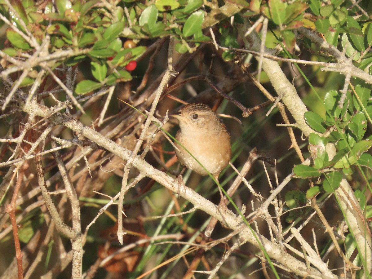 Sedge Wren - ML645996667