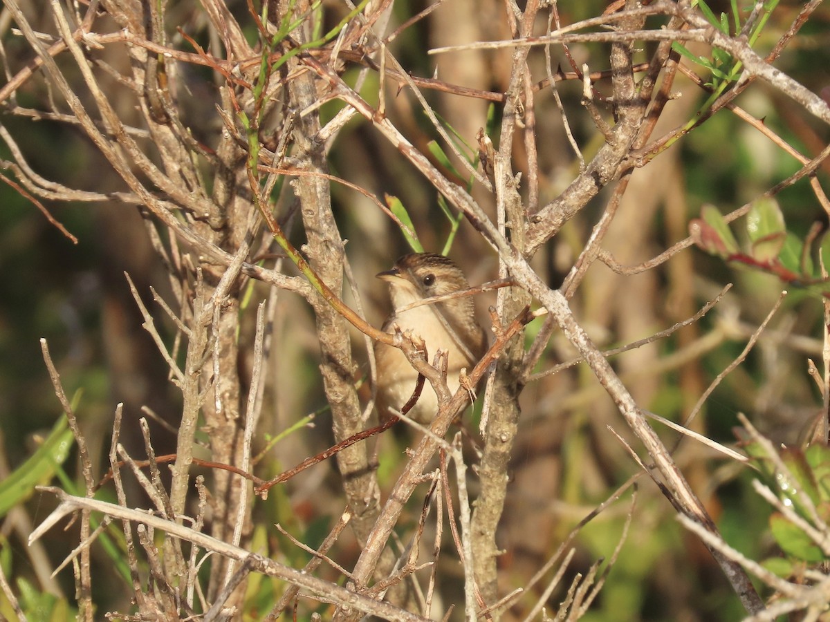 Sedge Wren - ML645996668