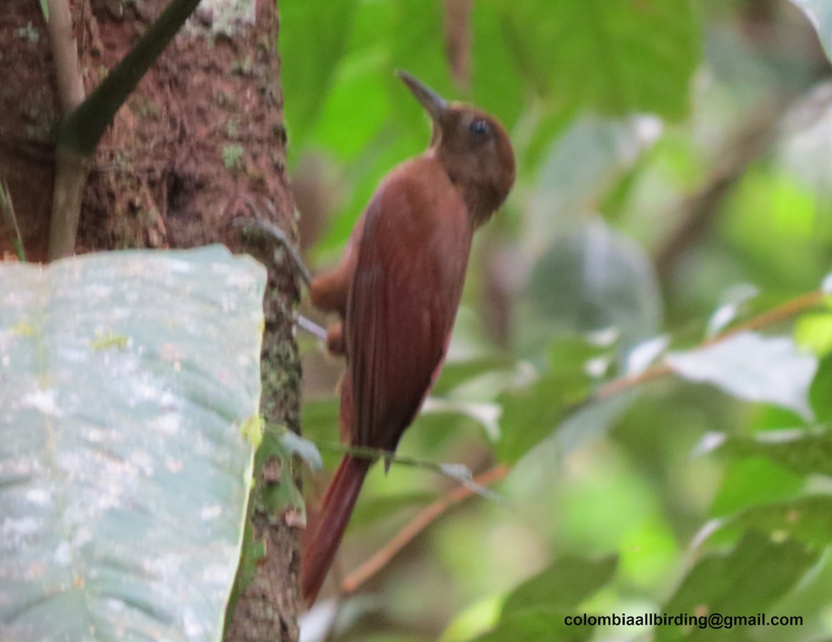 White-chinned Woodcreeper - ML645996673