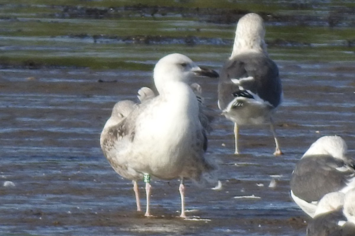 Caspian Gull - ML645996674