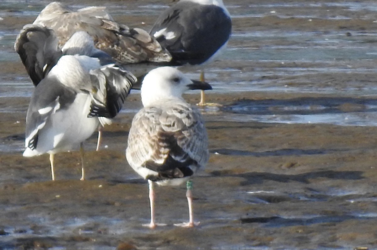 Caspian Gull - ML645996675