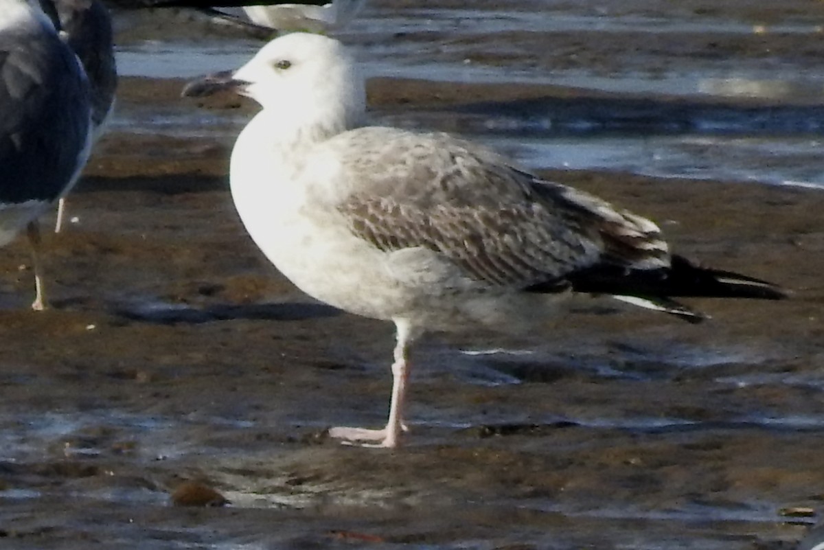 Caspian Gull - ML645996676