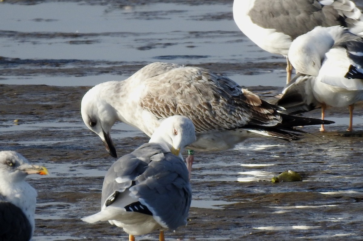 Caspian Gull - ML645996677
