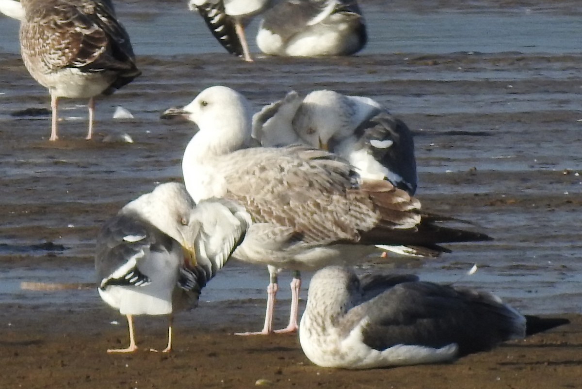 Caspian Gull - ML645996678