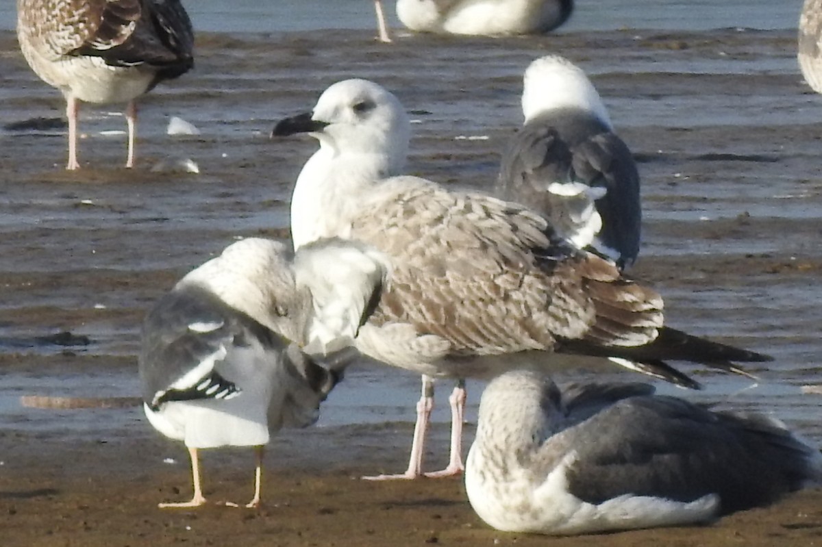 Caspian Gull - ML645996679