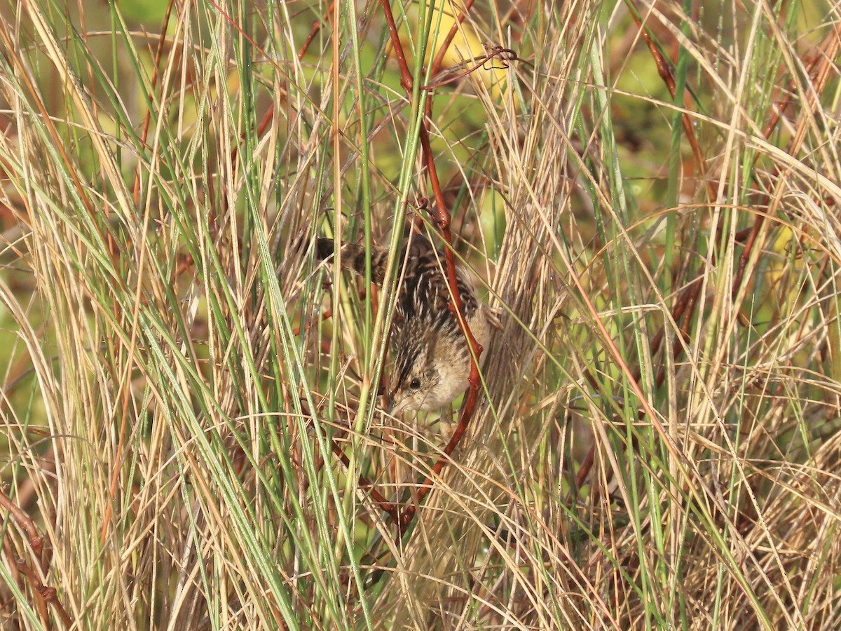 Sedge Wren - ML645996683