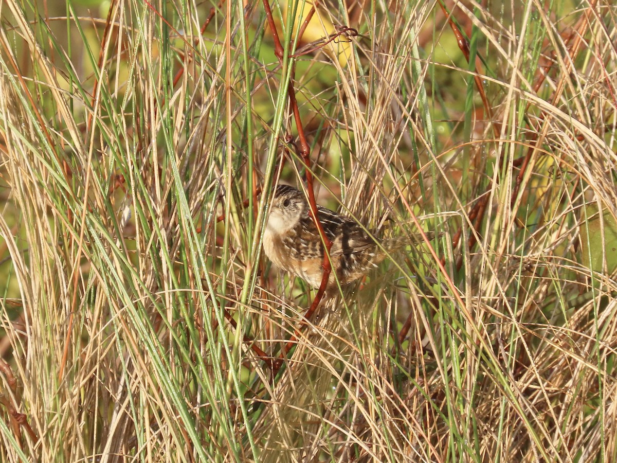 Sedge Wren - ML645996684