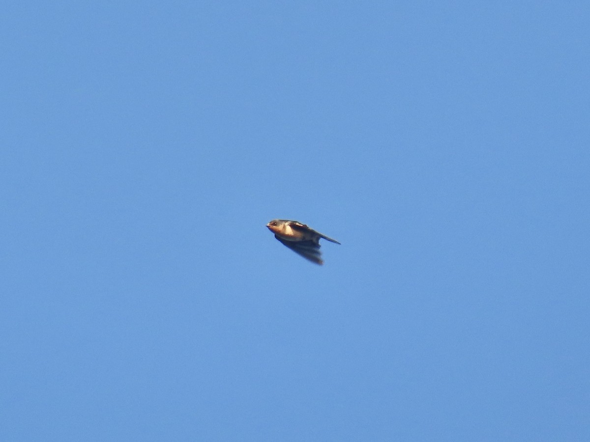 vlaštovka obecná - ML645996690