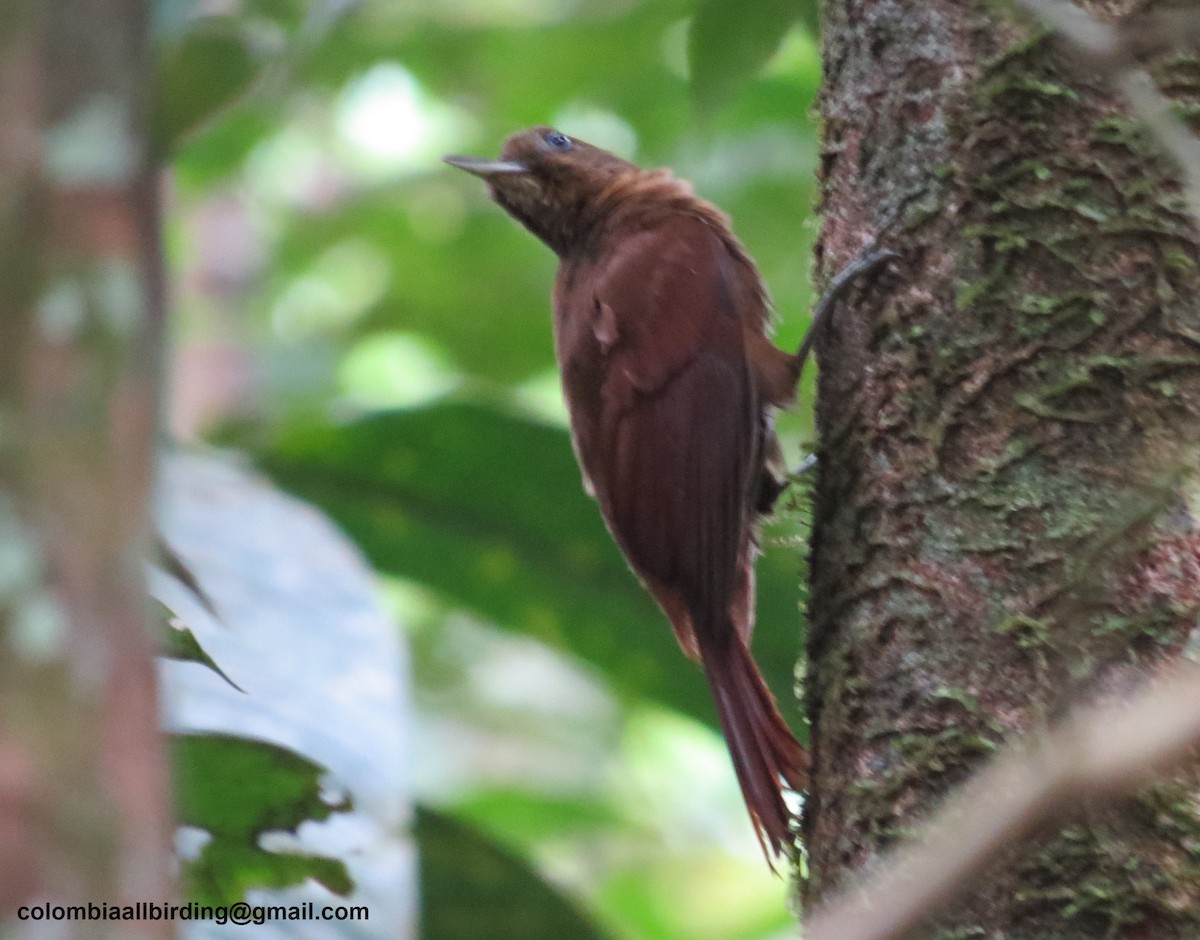 White-chinned Woodcreeper - ML645996691