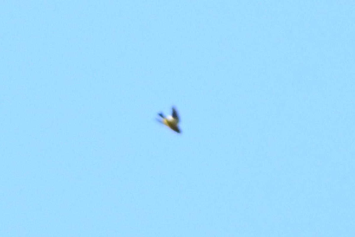 Evening Grosbeak - ML645996695