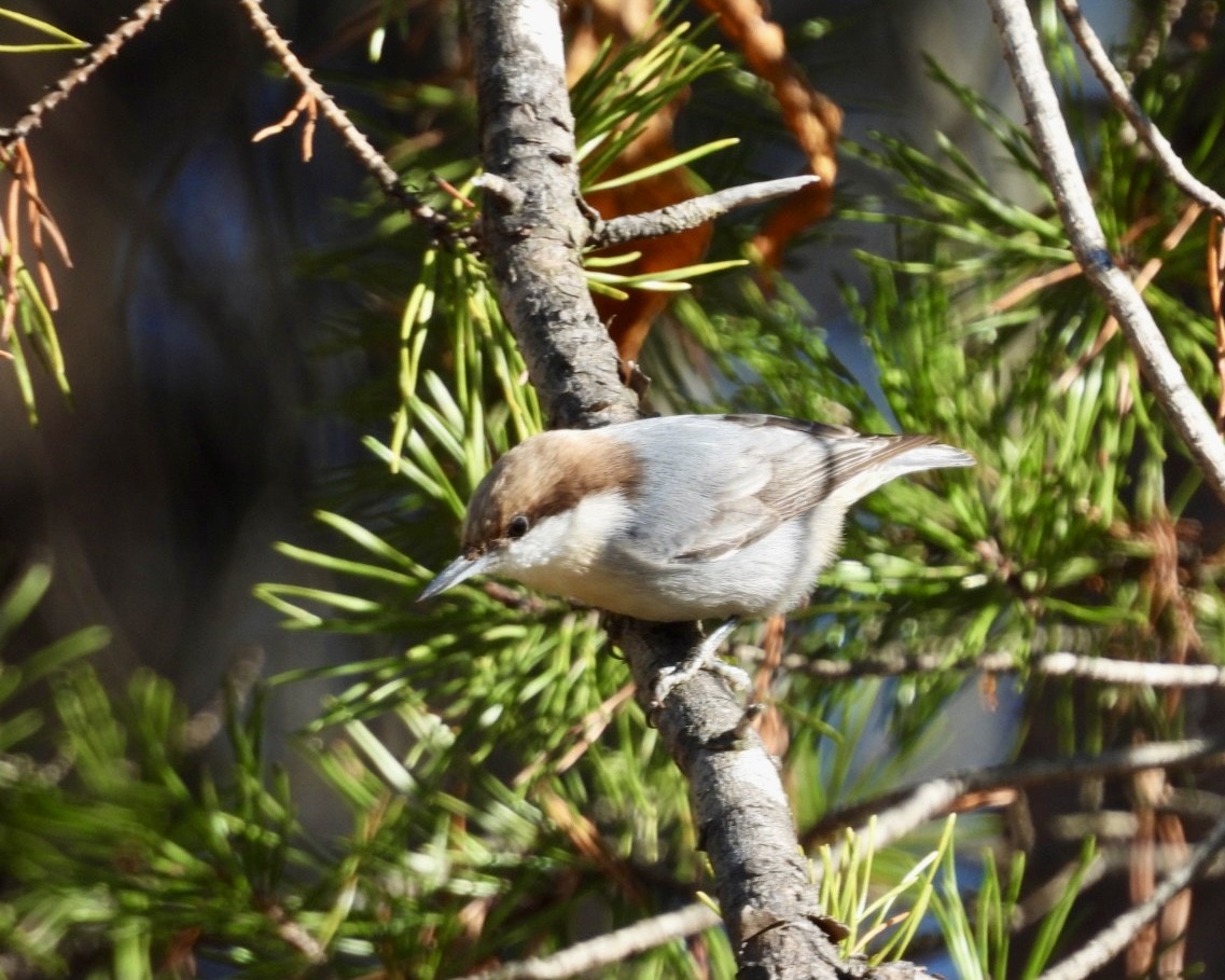 Brown-headed Nuthatch - ML645996706