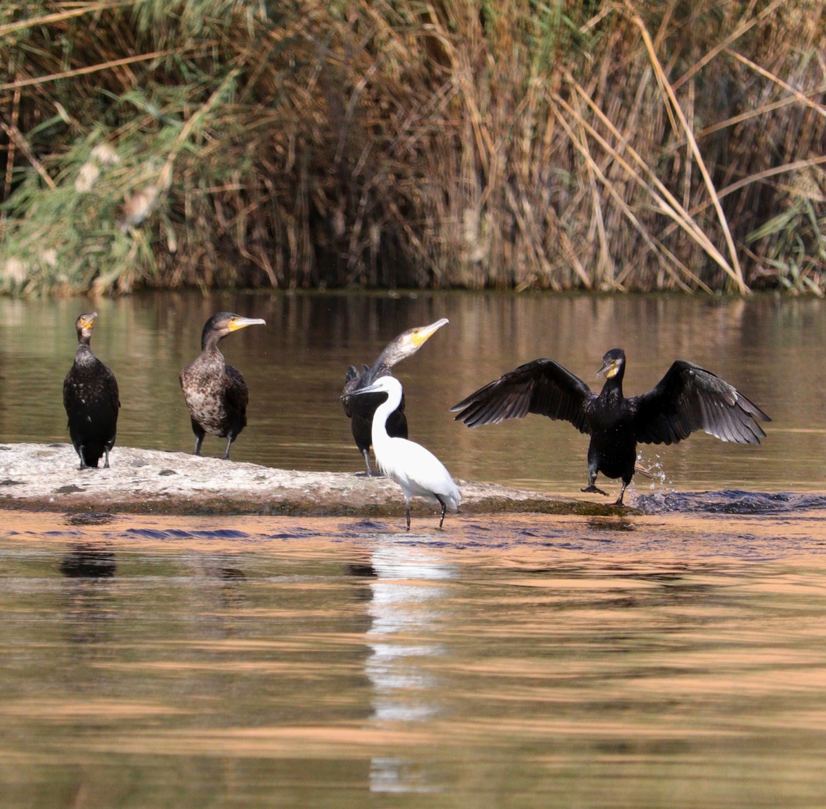 Great Cormorant - ML645996709