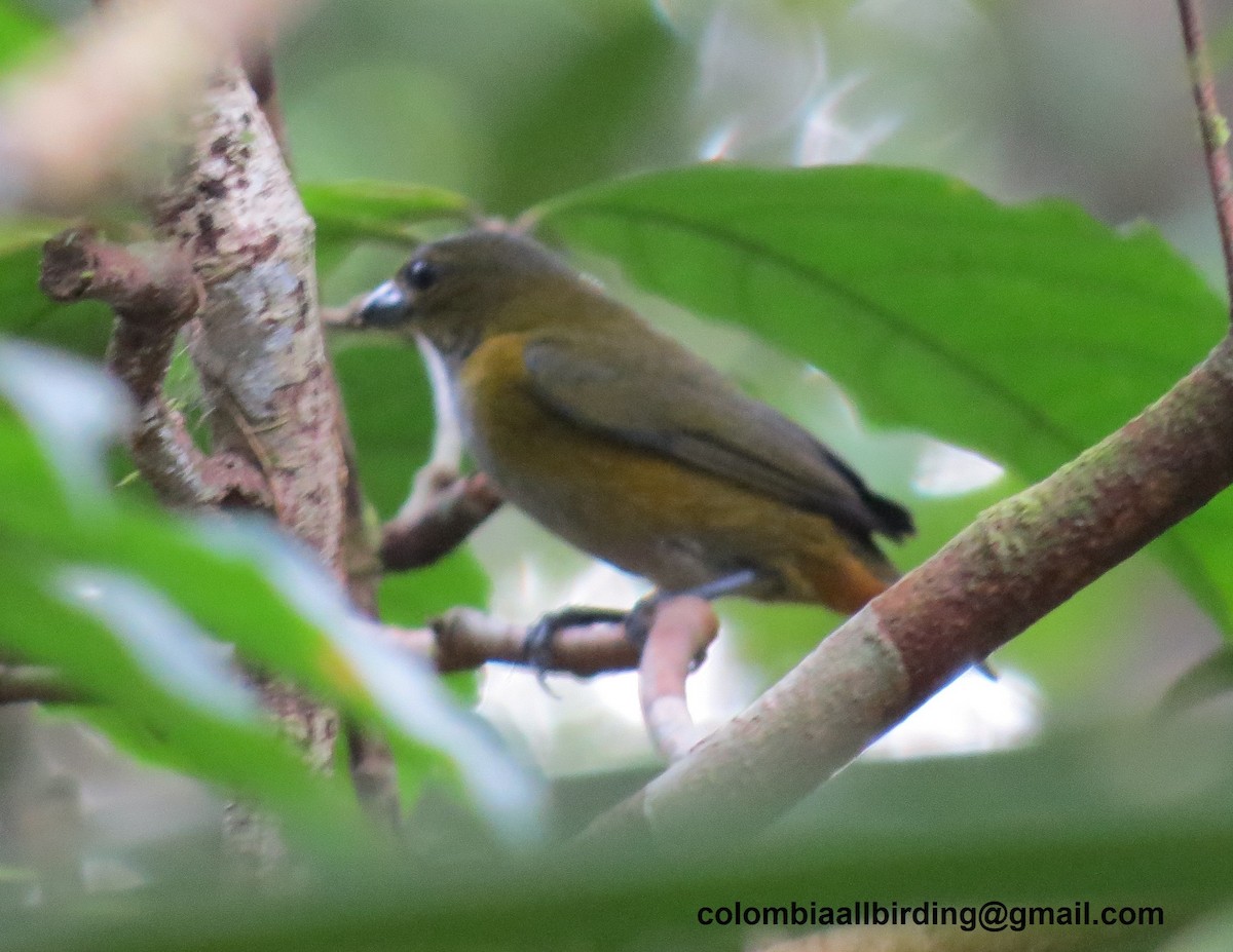 Çelik Mavisi Öfonya - ML645996710