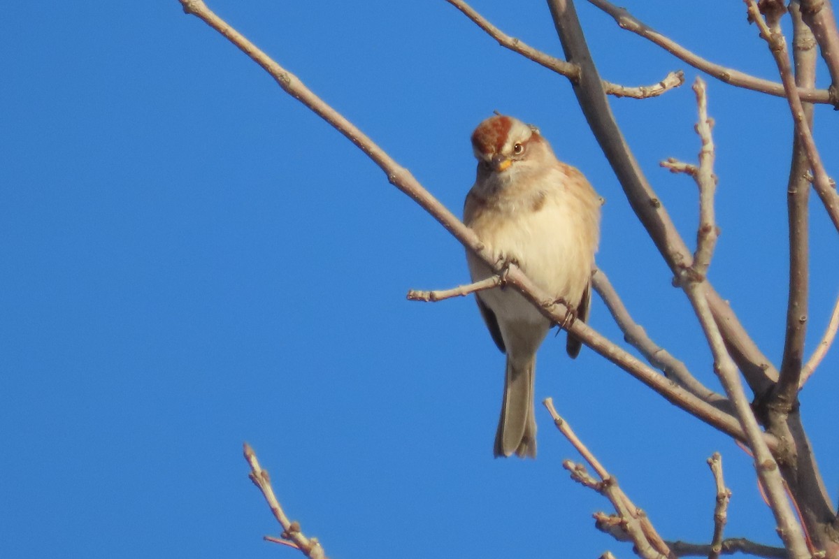American Tree Sparrow - ML645996713