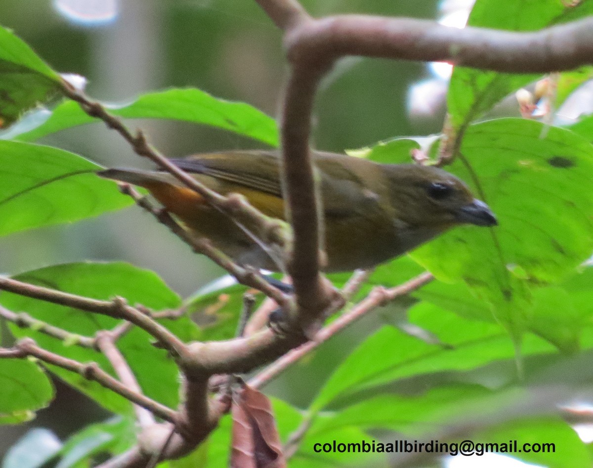 Çelik Mavisi Öfonya - ML645996714